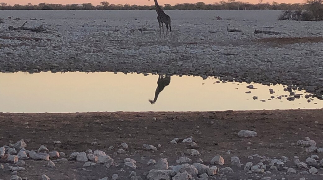 Sunset giraffe visits to the waterhole. 🦒
