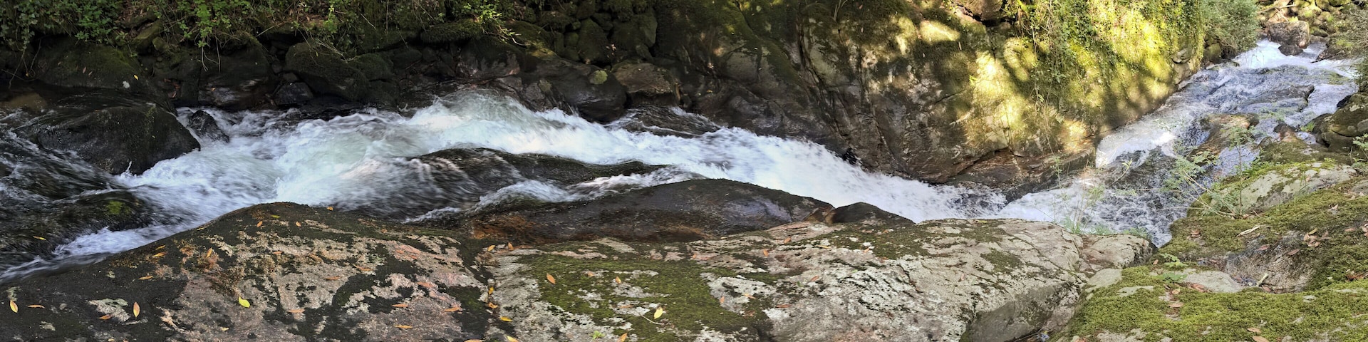 Forest in the river Sar, in Bertamiráns, Ames, Galicia, Spain.
