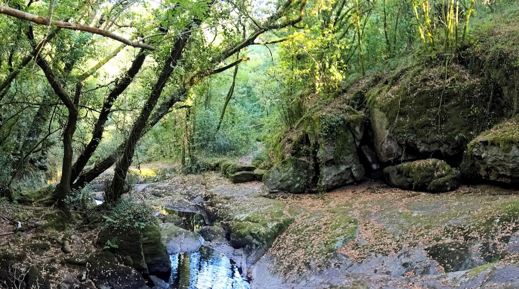Forest in the river Sar, in Bertamiráns, Ames, Galicia, Spain.