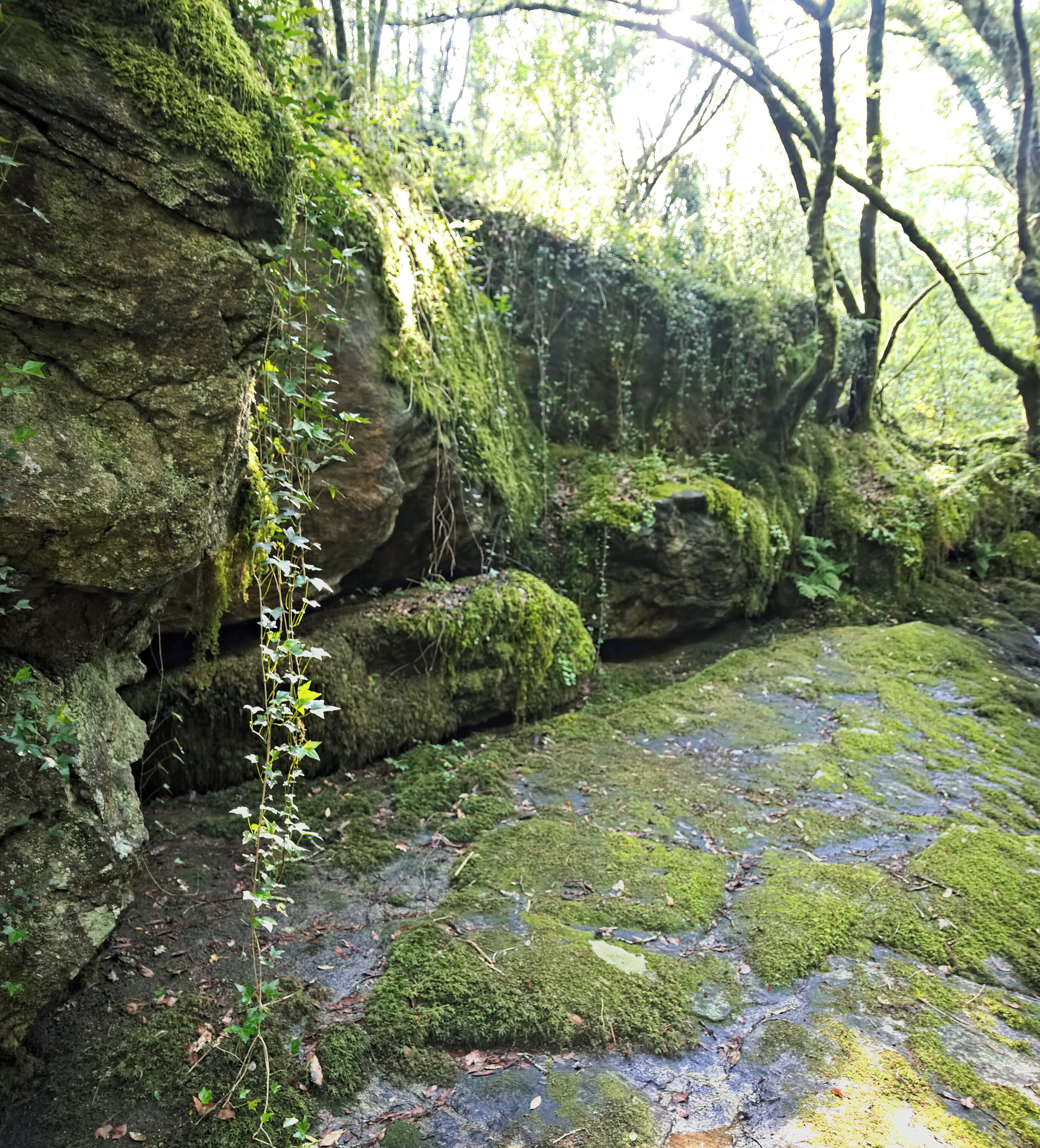Forest in the river Sar, in Bertamiráns, Ames, Galicia, Spain.