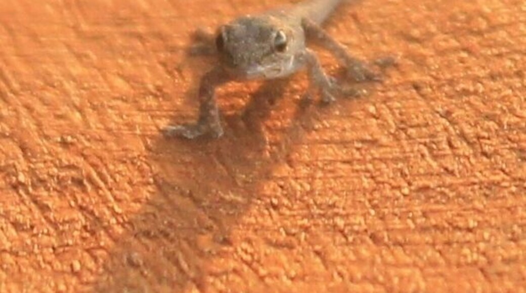 Was watching the sunset when I noticed this little guy sitting on the railing!!