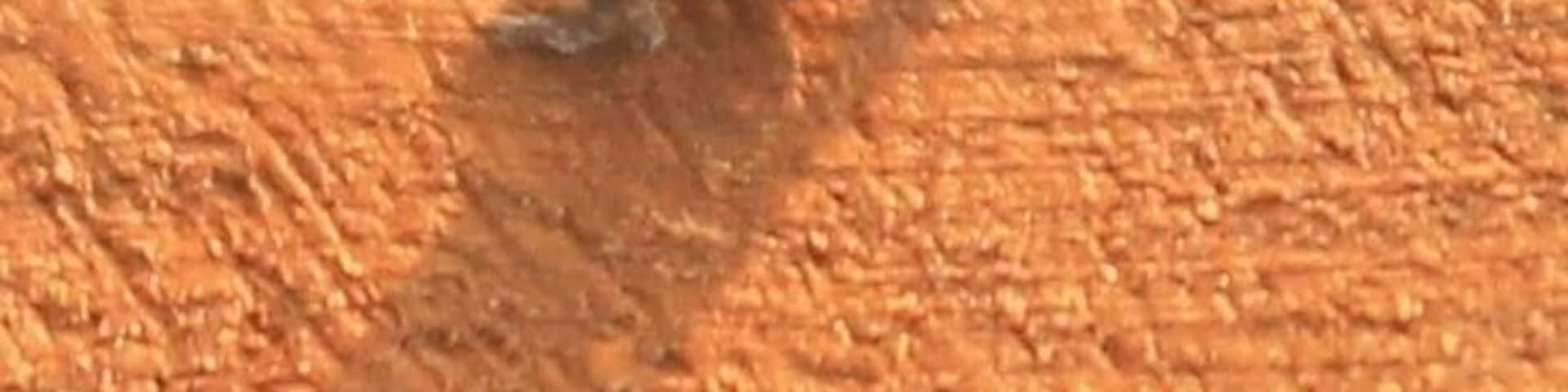 Was watching the sunset when I noticed this little guy sitting on the railing!!