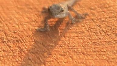 Was watching the sunset when I noticed this little guy sitting on the railing!!