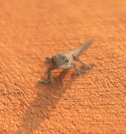 Was watching the sunset when I noticed this little guy sitting on the railing!!
