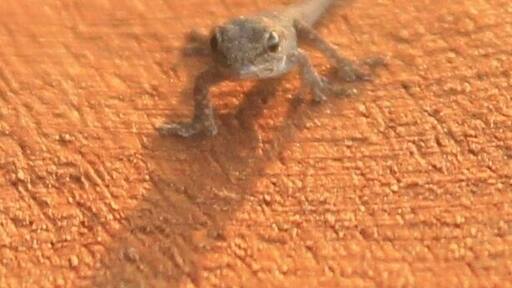 Was watching the sunset when I noticed this little guy sitting on the railing!!