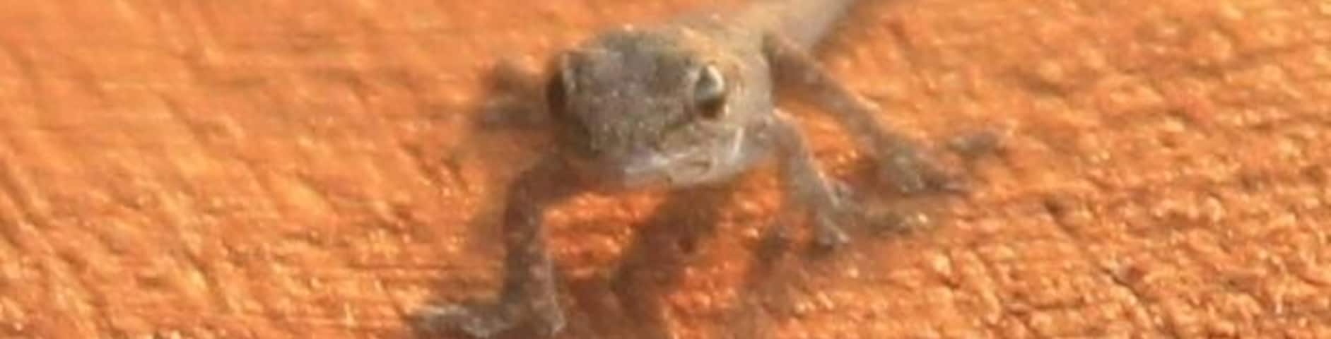 A small lizard on a textured orange surface.