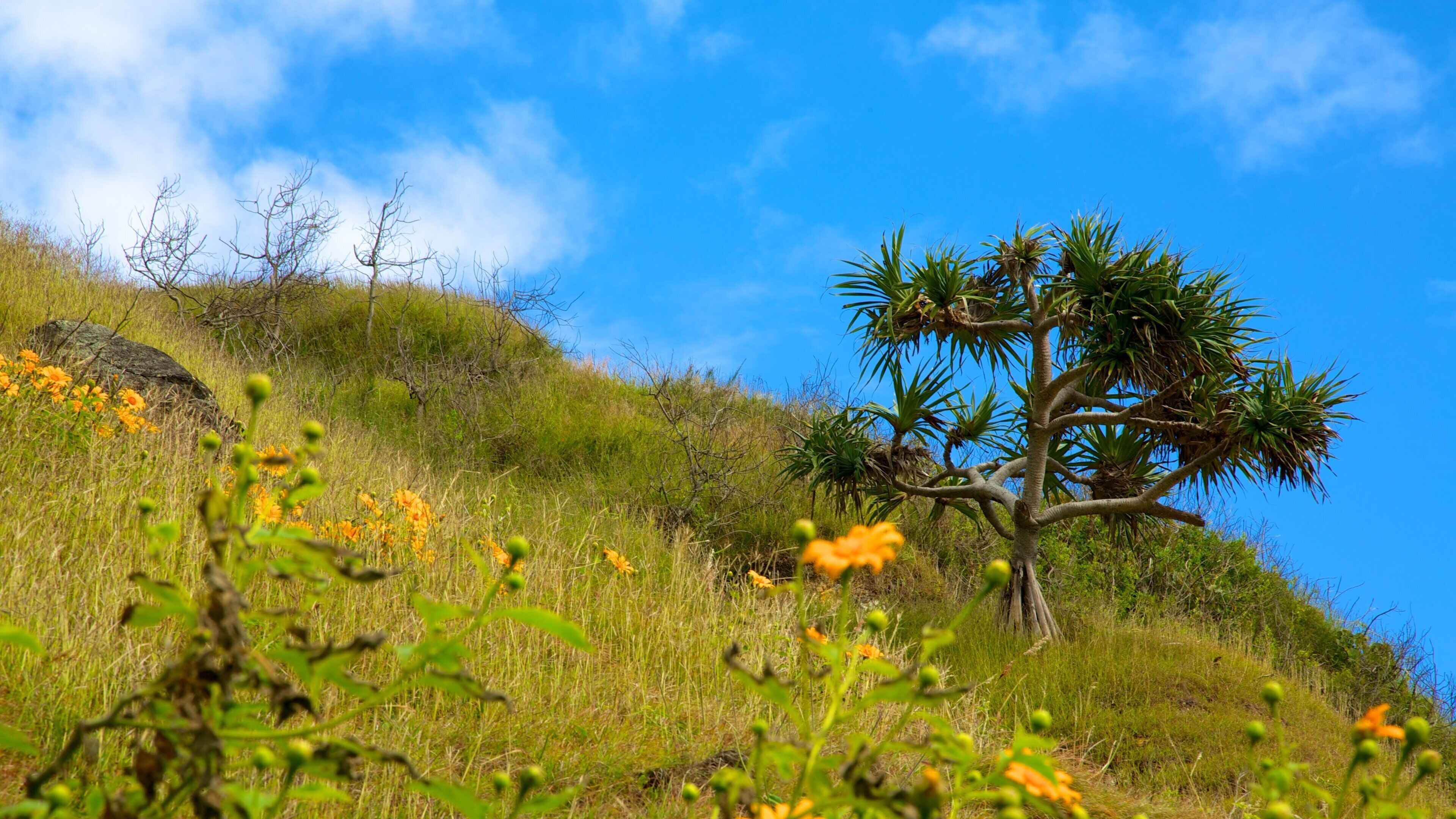 Gold Coast showing wildflowers