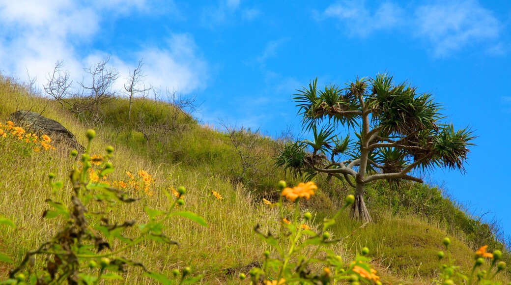Gold Coast showing wildflowers