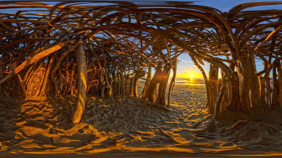 A beach with dry palm trees and a sunset in the background.