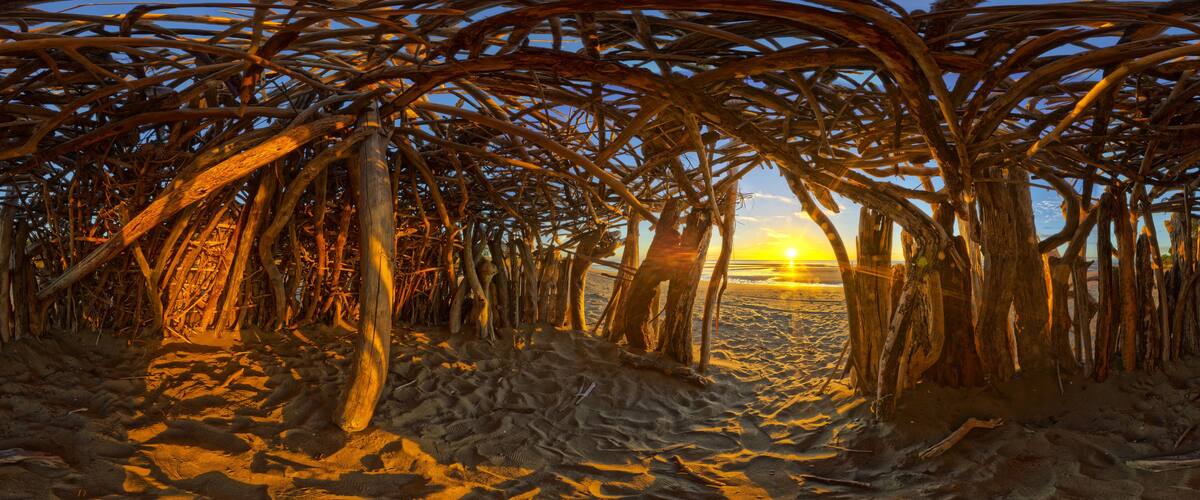 A beach with dry palm trees and a sunset in the background.