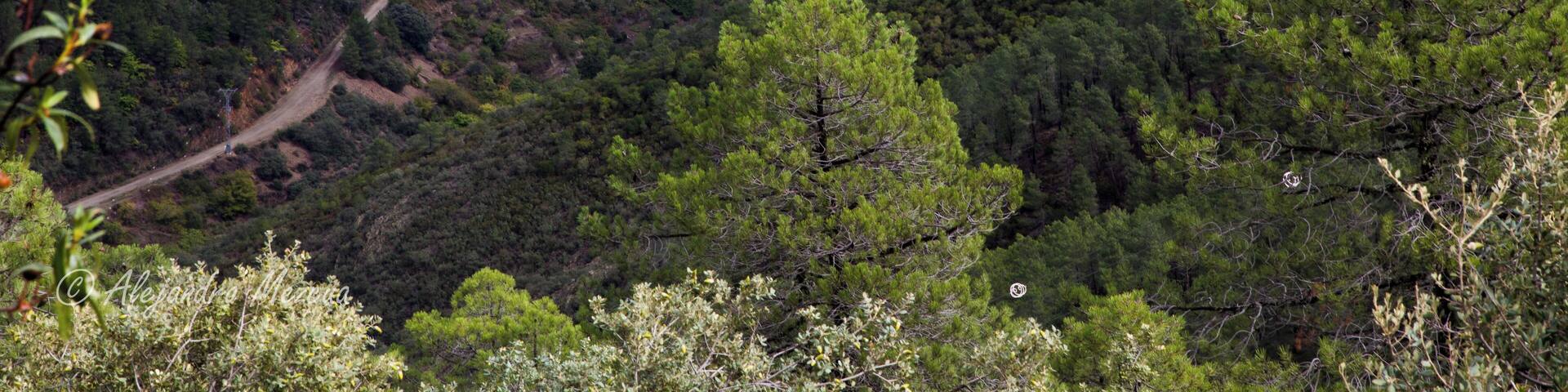 This is a photography of a Site of Community Importance in Spain with the ID: