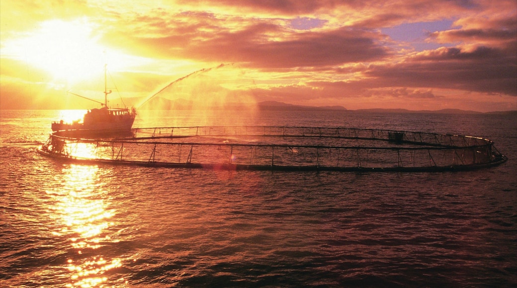 Dover which includes a sunset and fishing