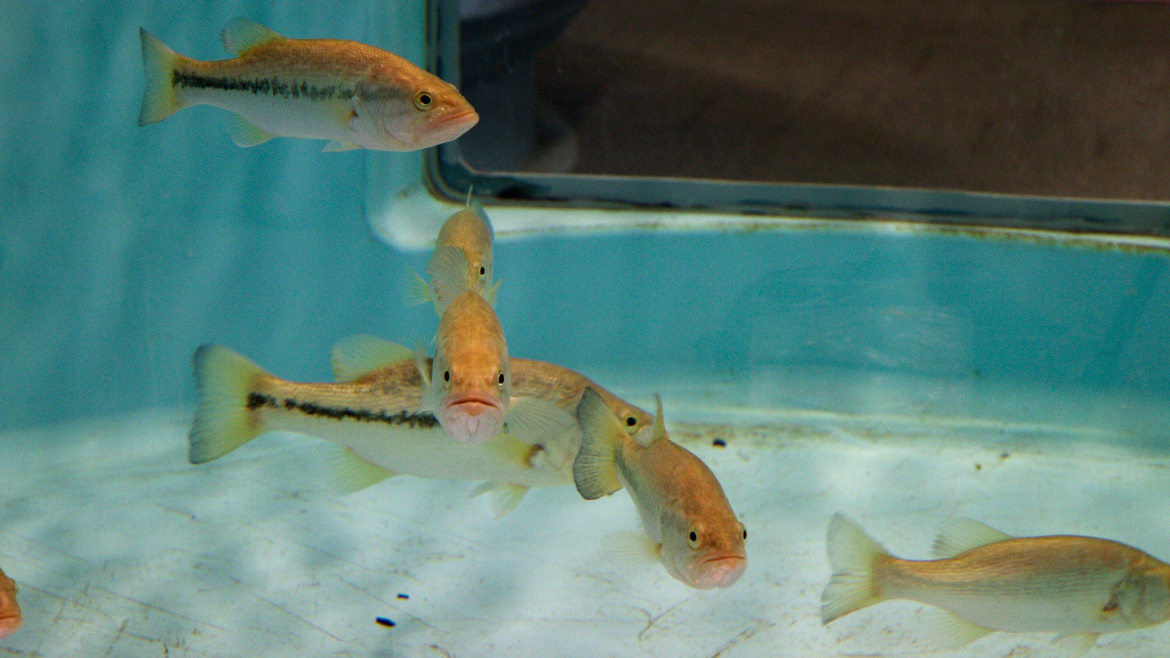 Go Fish Education Center inclusief zeedieren