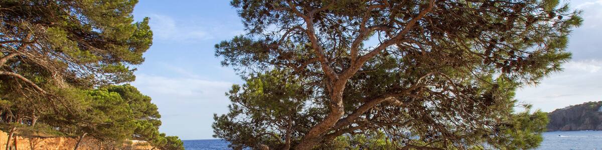 Paysage de la Costa Brava pres de Barcelone