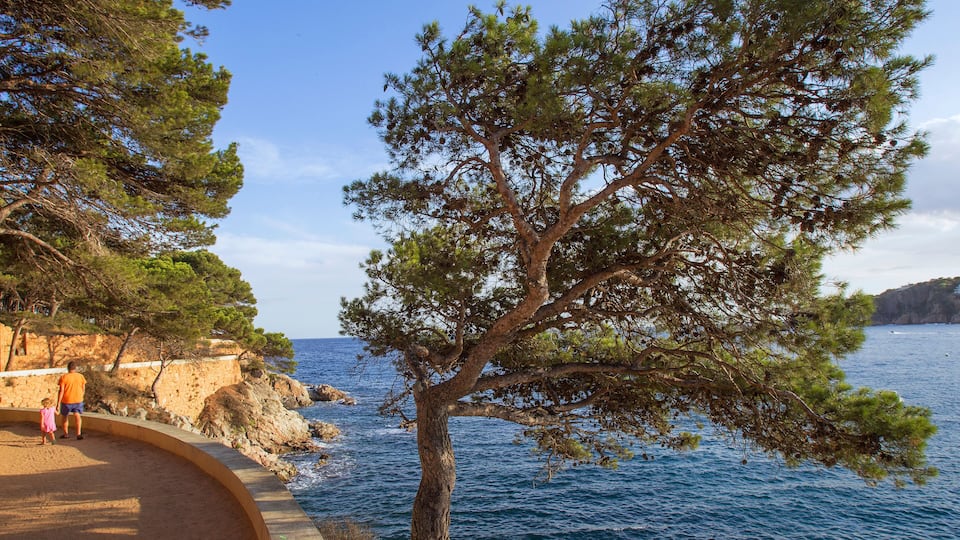 A coastal scene with a tree, rocky shoreline, and a clear blue sea.