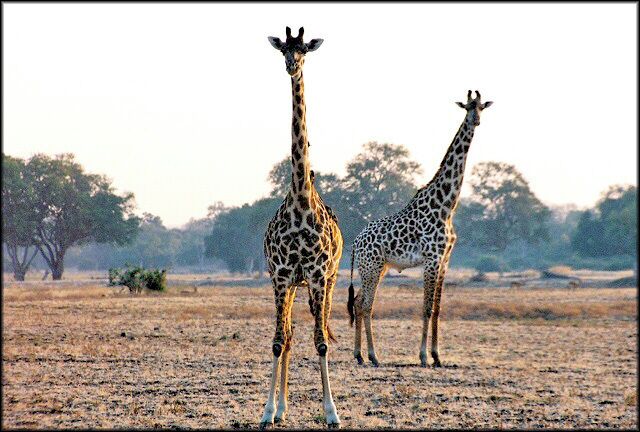 Two giraffes standing in a dry savannah with sparse trees in the background.