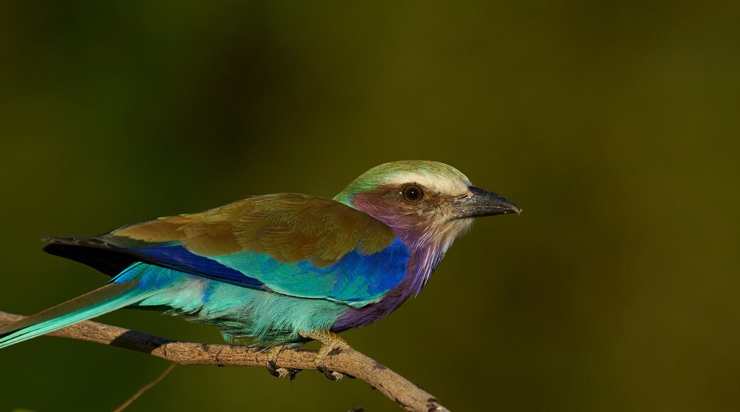 Parc national de South Luangwa