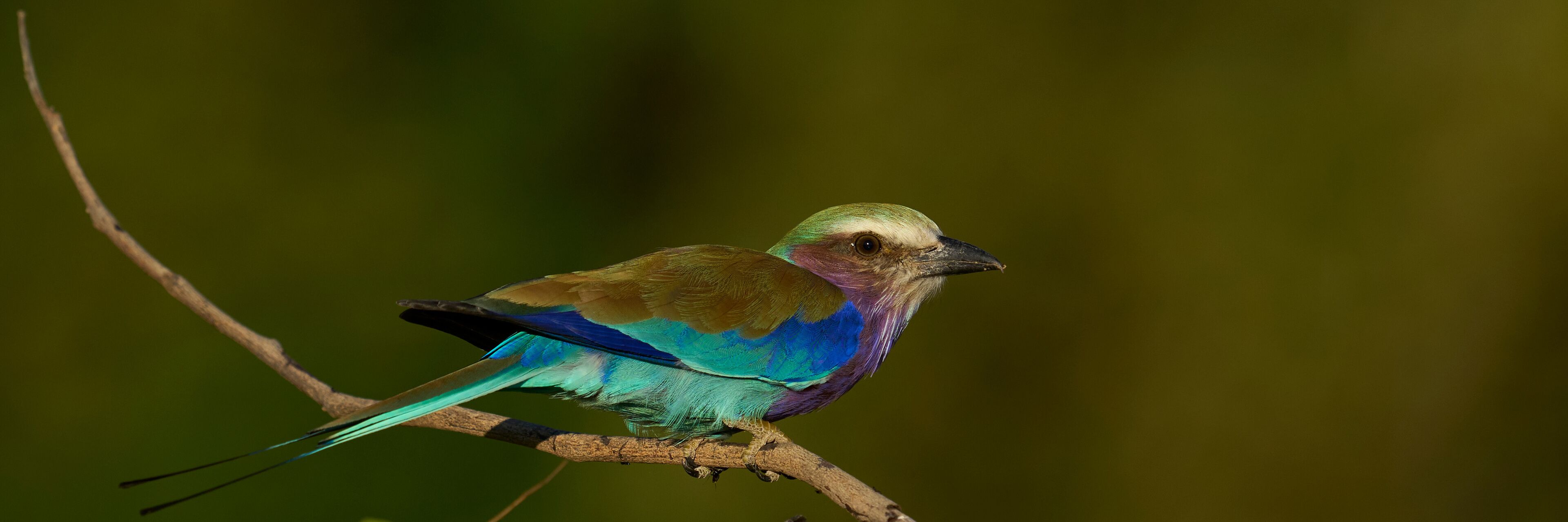 A bird with iridescent blue and green plumage perched on a branch.