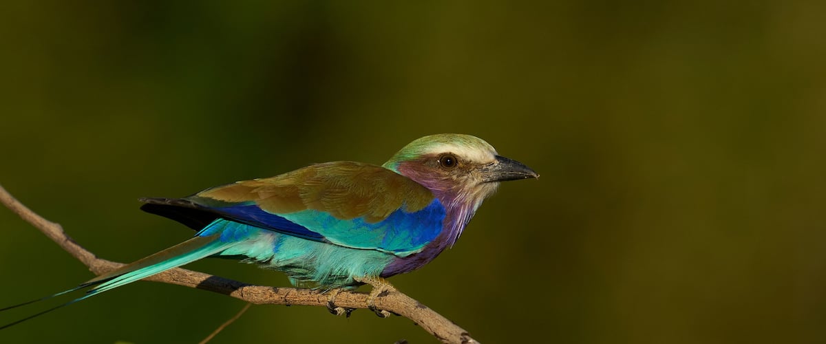 A bird with iridescent blue and green plumage perched on a branch.