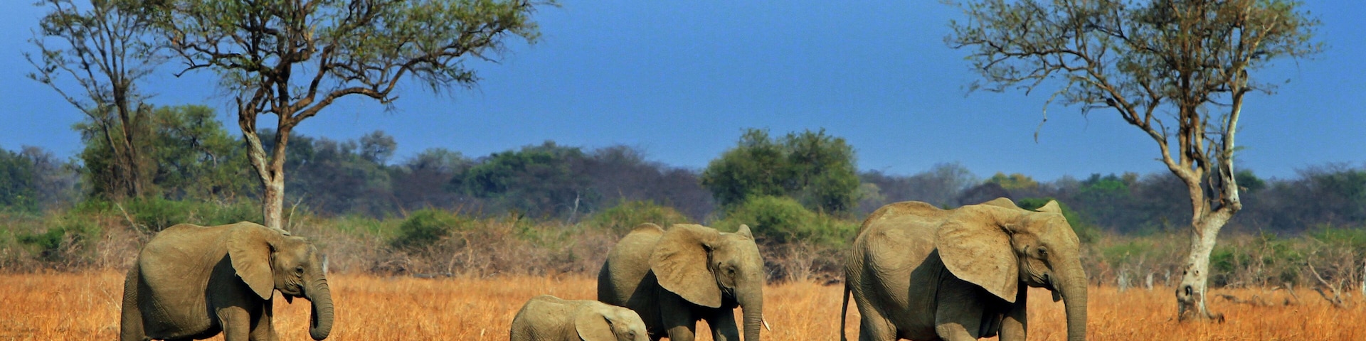 A small herd of elephants walking across the African plains with a vibrant blue sky in South Luangwa National Park, Zambia, Africa