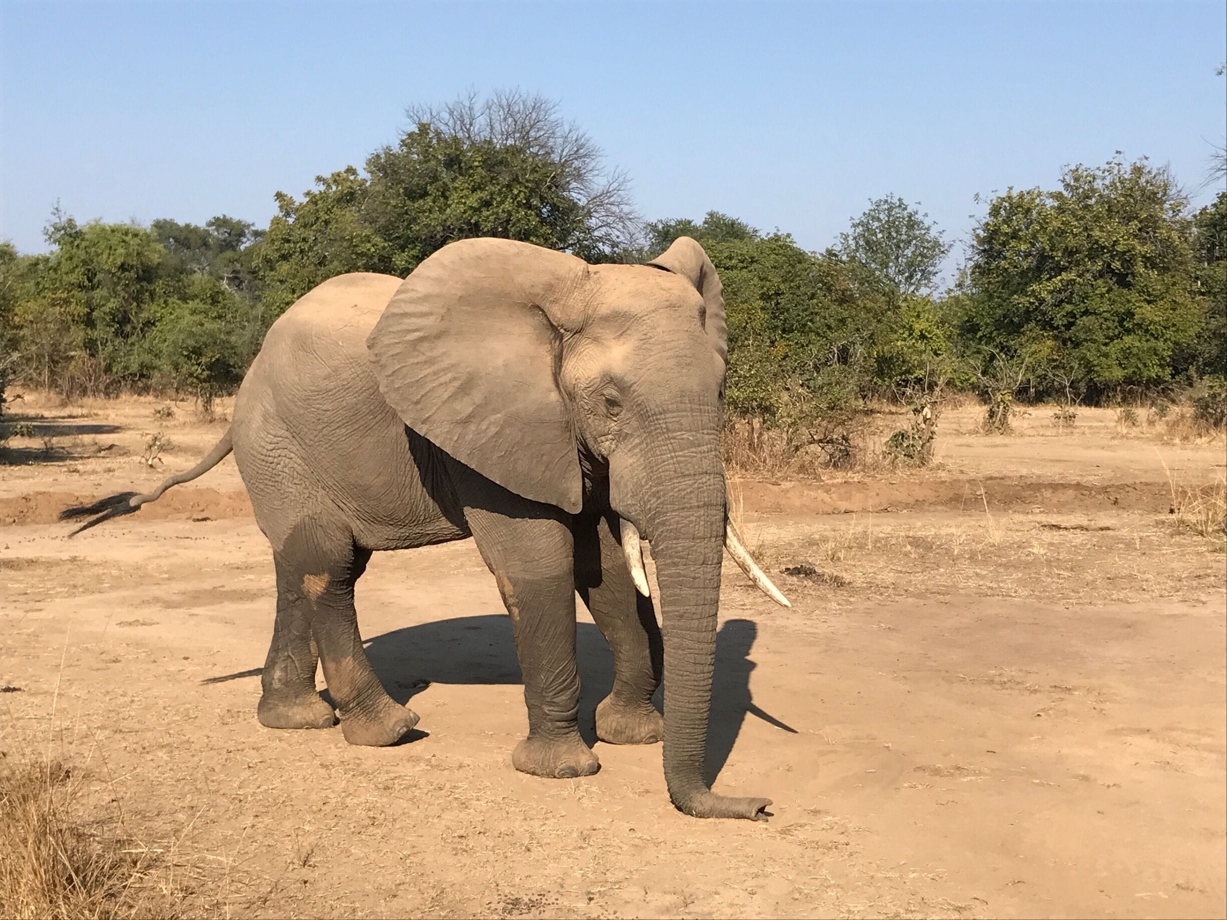 We caught this guy sleeping standing up. 