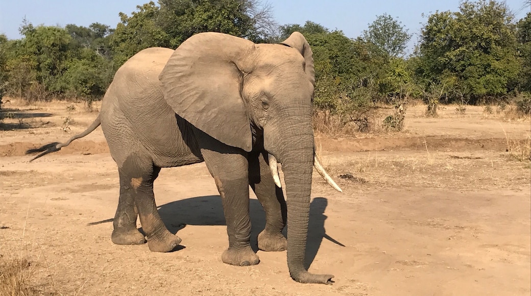 We caught this guy sleeping standing up.
