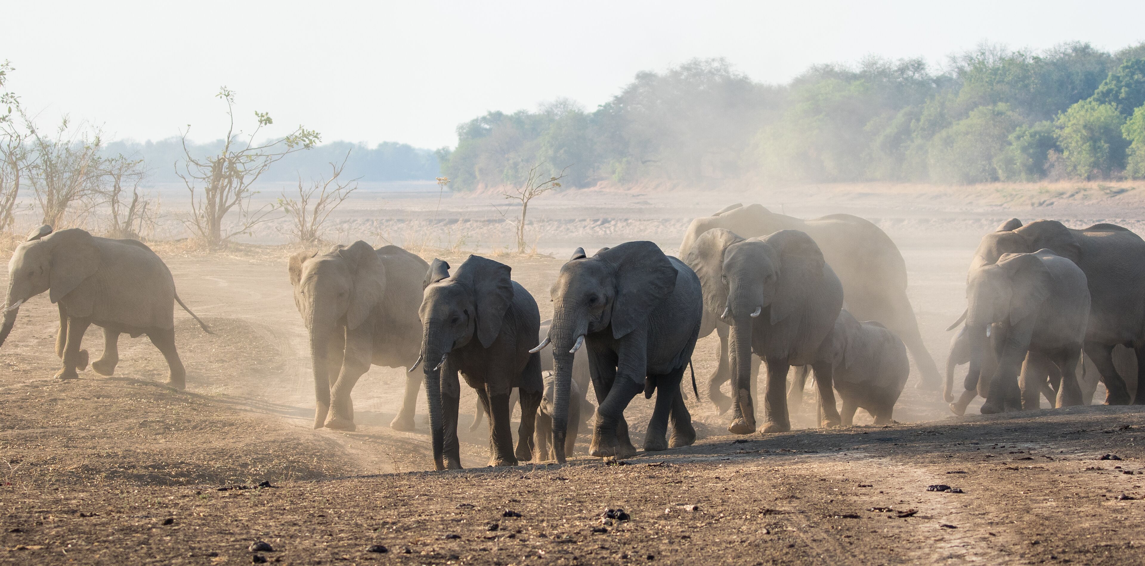 Parc national de South Luangwa