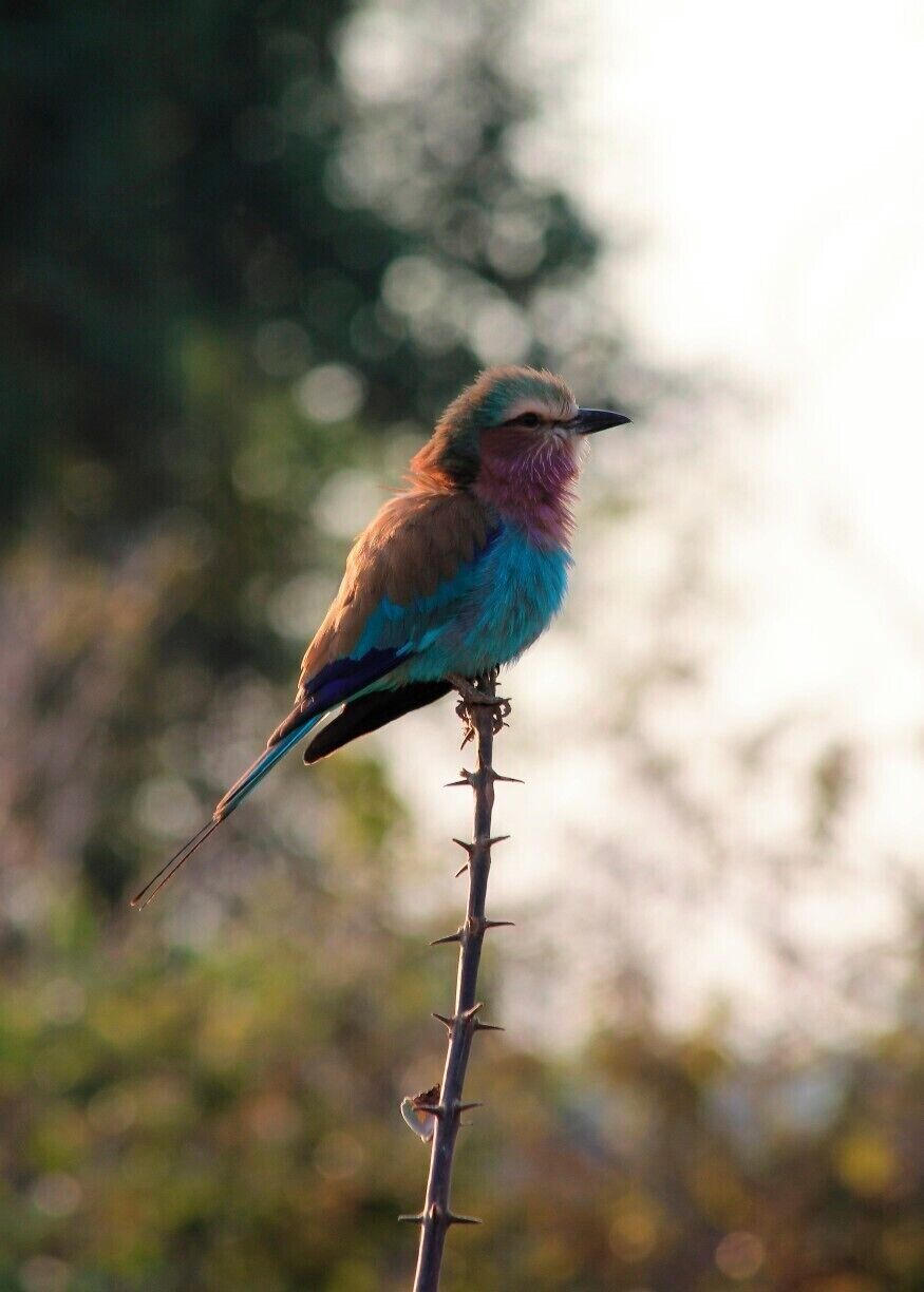 Spotted on a morning drive and thankfully stayed still long enough for me to get a photo!