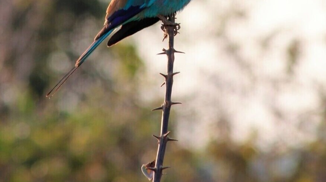 Spotted on a morning drive and thankfully stayed still long enough for me to get a photo!