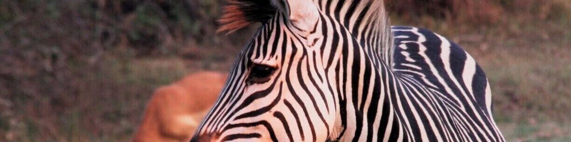 A zebra standing in a grassy field with a deer in the background.