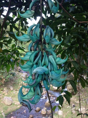 Turquoise flowers in the Ecological Park in Envigado