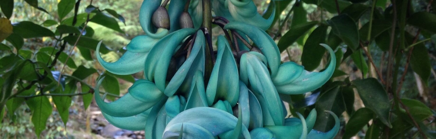 Turquoise flowers in the Ecological Park in Envigado