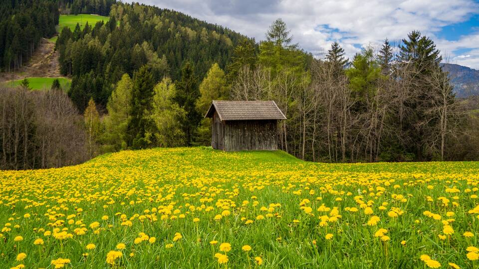 A field of yellow flowers, a wooden cabin, and a forested mountain in the background.