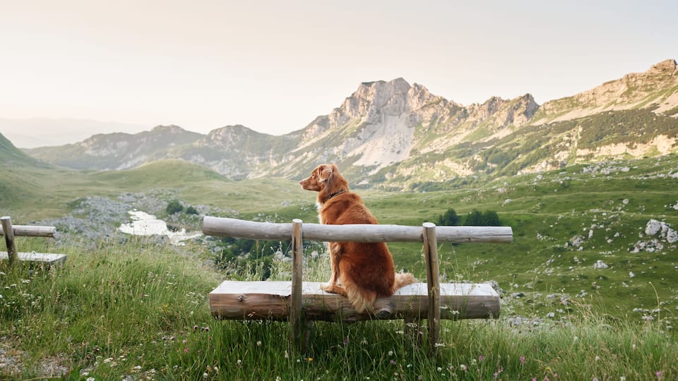 A dog sitting on a wooden log in a grassy field with mountains in the background.