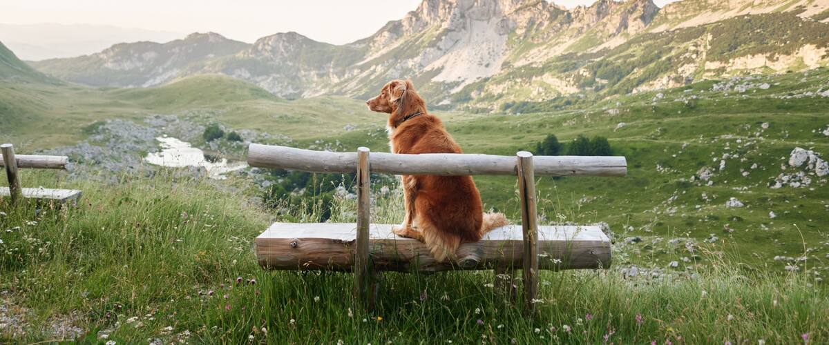 A dog sitting on a wooden log in a grassy field with mountains in the background.