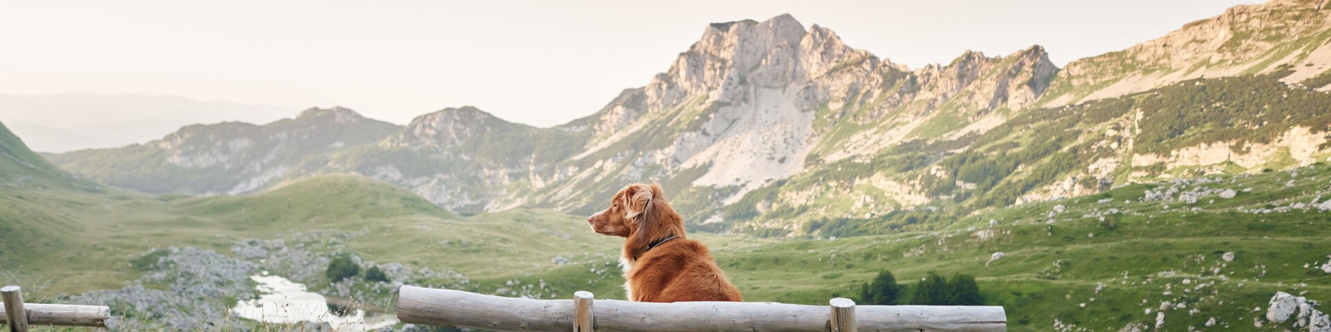 A dog sitting on a wooden log in a grassy field with mountains in the background.