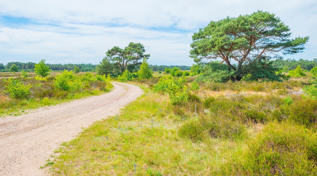 Heather and trees in glade in a forest in bright sunlight in springtime, Voorthuizen, Barneveld, Gelderland, The Netherlands, June, 2022
