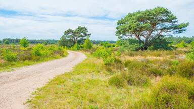 Heather and trees in glade in a forest in bright sunlight in springtime, Voorthuizen, Barneveld, Gelderland, The Netherlands, June, 2022