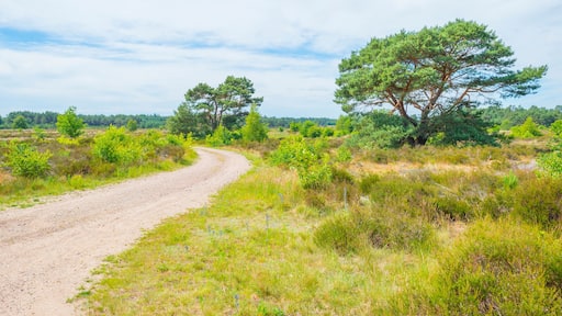Heather and trees in glade in a forest in bright sunlight in springtime, Voorthuizen, Barneveld, Gelderland, The Netherlands, June, 2022