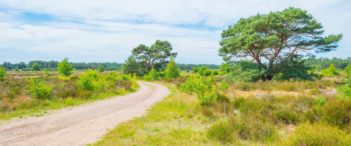 A dirt road winding through a grassy field with trees.