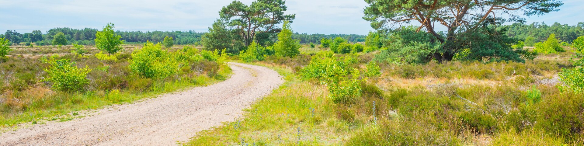 A dirt road winding through a grassy field with trees.