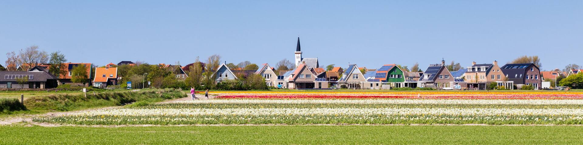 Web banner Den Hoorn a small village on the wadden islands Texel in the Netherlands, with colourful tulips in the front