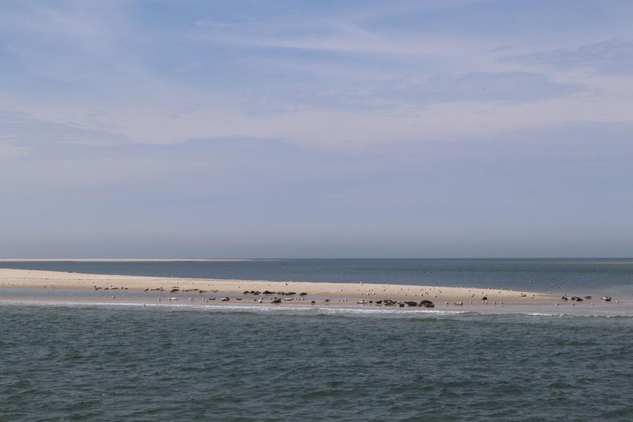 Nice place to spot Seals nearby Texel, Holland