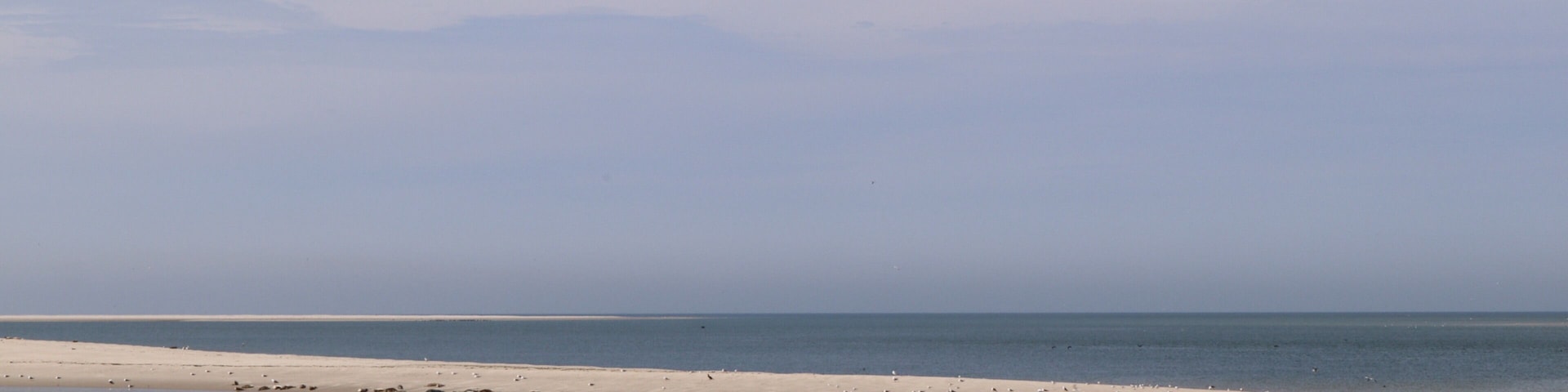 Nice place to spot Seals nearby Texel, Holland