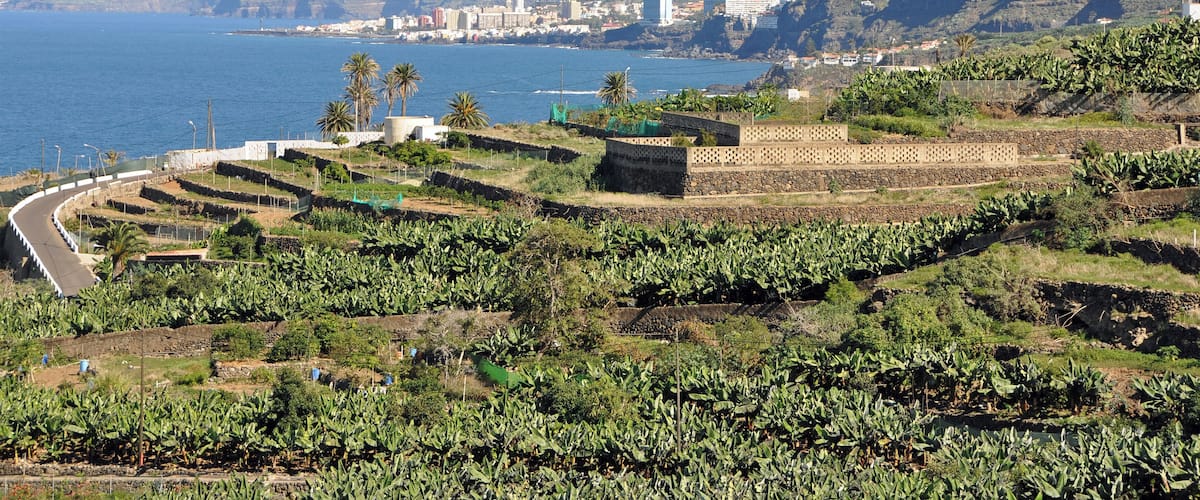 Tenerife (Canary Islands, Spain): the north coast between Puerto de la Cruz and Icod de los Vinos