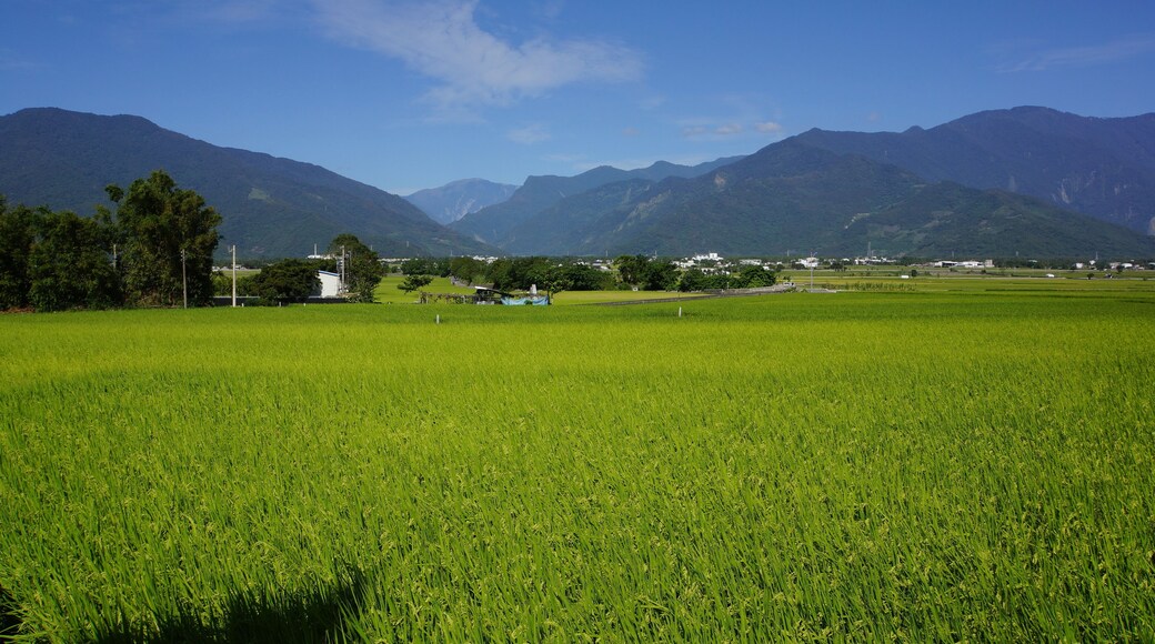 下新興 Xia Xinxing