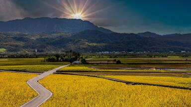 Wide golden rice field,rural scenery and mountain,cloudscape form a scenic vast view Chishang,Taitung,Taiwan.High quality photo For branding,calendar,postcard,screensaver,wallpaper,cover,website