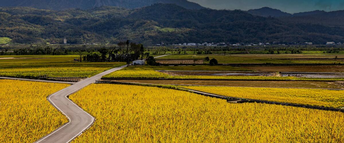 A winding road through golden fields with a mountain range in the background.