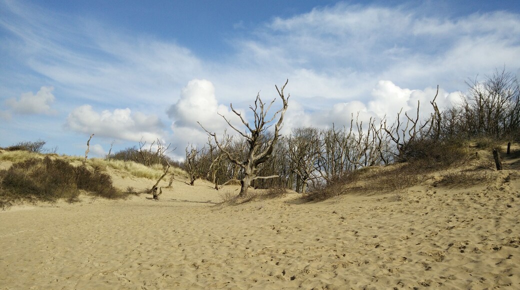 Sand dunes surrounding small lake at the edge of Nationaal Park Zuid-Kennemerland. It is allowed to swim in the lake. The surrounding area is marked as "OK to play here". There is Cafe / Educational Center "Bezoekerscentrum De Kennemerduinen" nearby.