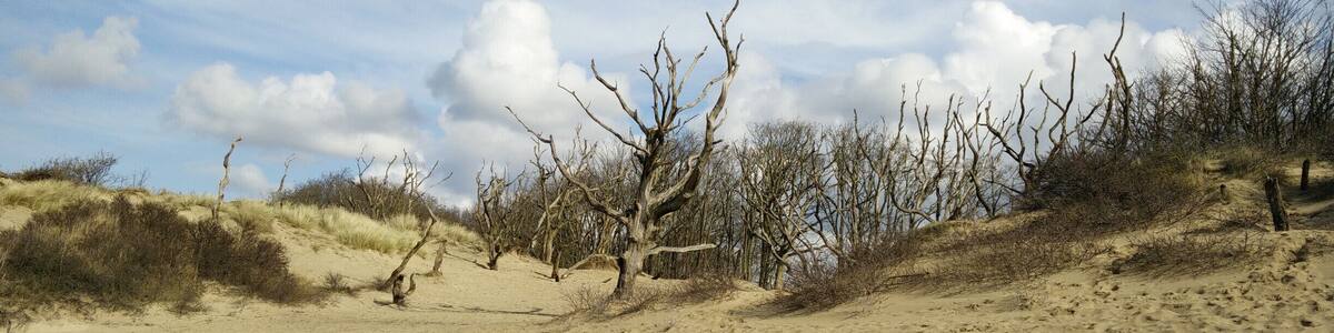 Sand dunes surrounding small lake at the edge of Nationaal Park Zuid-Kennemerland. It is allowed to swim in the lake. The surrounding area is marked as "OK to play here". There is Cafe / Educational Center "Bezoekerscentrum De Kennemerduinen" nearby.